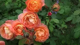 Сад усадьбы Котон.Coton Manor Garden.