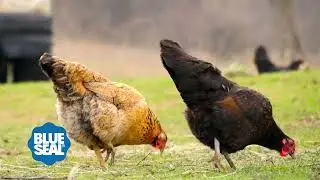 High Protein Poultry Feed