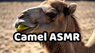 Camel Eating Time! Vegetables and Fruits! Camel ASMR #asmr #camel #camelsound