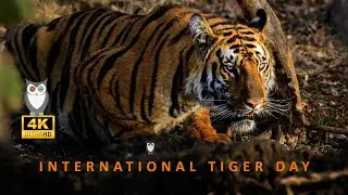 International Tiger Day 2024 | Tippeshwar, India | #SriramWildlifePhotographer | #TigerDay | 4K