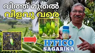 വിത്തു മുതൽ വിളവ് വരെ ചെടികൾക്ക് നൽകാൻ ദ്രാവക രൂപത്തിലുള്ള ജൈവവളം| Seaweed Fertilizer Benefits