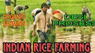 Rice Farming: Complete Guide from Seeds to Harvest with Recent Techniques #ORGANICVALLEY