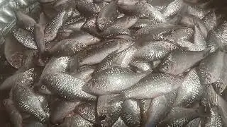 Puti Fish Market Display  | Fresh River Fish | Amazing Local Fish Market View #fin_cuts_tv