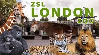 London Zoo - Is It Worth A Trip? l Zoo Review