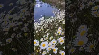 Spring Daisies in Finland | Ambient Shot