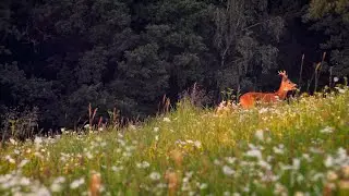 ROE DEER IN A MEADOW DURING GOLDEN HOUR + RELAXING ORIGINAL AMBIENT MUSIC. SHORT ASMR WILDLIFE RELAX