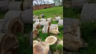 Cool video of tree stump bleeding sap.