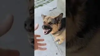 Dogs That Have K*lled The Most People! 😱 #shorts #dog #doglove #pets #shepherd #rottweiler #pitbull