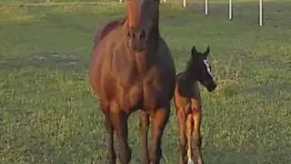 Wynn Veterinary Services