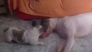 Briga entre Zeus (Dogue Alemão) e Bartolomeu (Bulldog Francês)