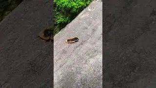 Glow-worm/firefly larva #nature #larva #glowworms #firefly #shorts #youtubeshorts