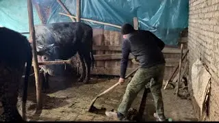 ODDIY USULDA BUQA BOQISH VA DAROMAD SIRLARI…