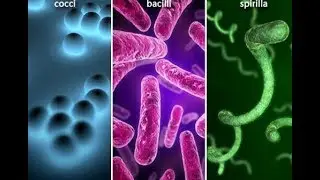 Microbiology of Bacterial Infection Patterns