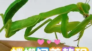 螳螂饲养教程#螳螂 #昆虫 #自然科普
