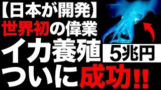 【朗報】世界初！日本が「イカの養殖」に成功しました！