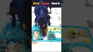 Dog Lick Mat &ndash; The Secret to a Calm & Happy Dog! 🦴 | Best Dog Product USA | #short #dogproducts