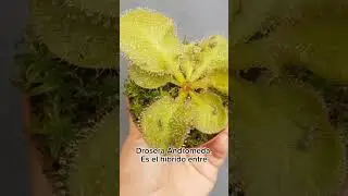 H&iacute;bridos de drosera