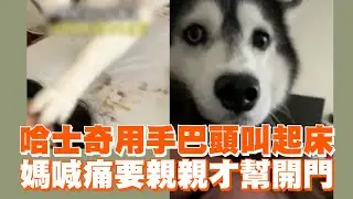 哈士奇用手巴頭叫起床　媽喊痛要親親才幫開門 ｜#寵物雲