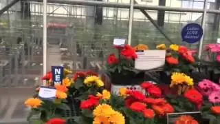 Gerbera Majorette de Guaqueta Trading