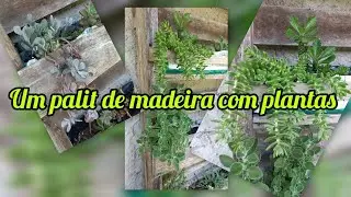 Mais um CANTINHO RENOVADO ~palet com suculentas 