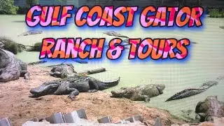 Up Close and Personal Gator Walking Tour at Gulf Coast Gator Ranch and Tours
