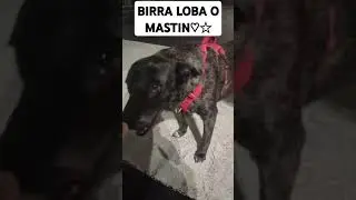 YR+BIRRA VIRALDOGHOG LOBA O MASTIN CANARIO ,WOLF?