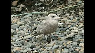 American Herring Gull  - Newlyn - Cornwall  - 29th March 2021