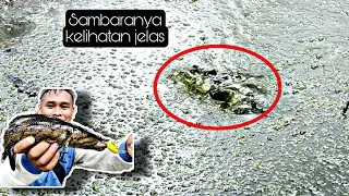 Sambaran ikan kehung.. Channa lucius bikin kaget ,🤣