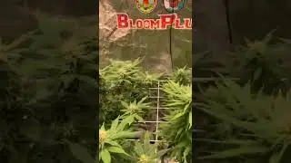 Cannabis scrog grow. Bloomplus LED 300w xp3000