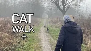 The cat family going to the lake on a foggy winter day