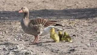 Greylag geese raising domestic goslings