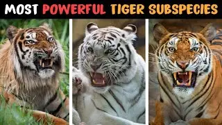 Get Ready to Be Amazed Top 10 Amazing Tiger Facts You Didn't Know