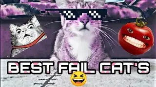 BEST FAIL FUNNY CATS COMPILATION (October 2019)