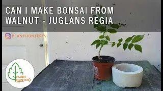 Can I make Bonsai from Juglans regia (Walnut) #PlantHunterTV