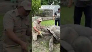 Giant tortoise high five ✋ #shorts #tortoise #reptile #dinosaur #animals