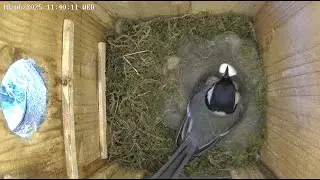 2025-06-18 Vienna - Full Hatching Sequence: First Great Tit Chick Emerges in Nest Box 1