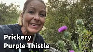 191 - Prickery Purple Thistle
