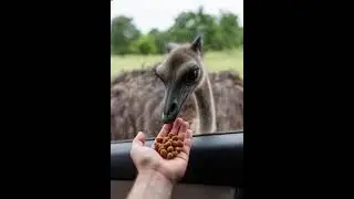 The ostrich eats from a human hand.