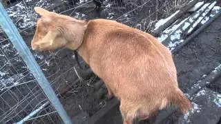 How to spot your nanny goat is in heat