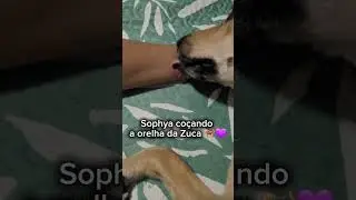 Sophy co&ccedil;ando a orelha da Zuca e ela agradece 🐕&zwj;🦺 💜 🥰