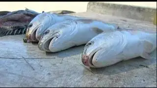 Florida Fish And Wildlife Considering Limited Harvest Of Goliath Grouper