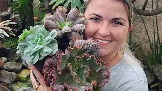 10 Suculentas com Carunculas!