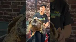 Meet Nacho⁉️ The 80 lb Alligator Snapping Turtle! #reptiles #alligatorsnappingturtle  #turtle