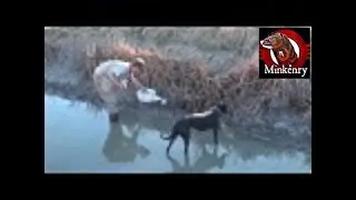 Dog and Mink Tag Team a Muskrat