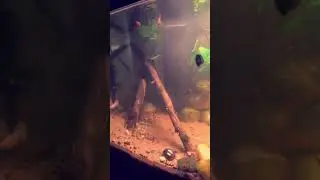 Guppy breeding fun asf