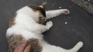 【猫動画】　猫ちゃん　お昼休憩　#猫  #地域猫  #野良猫