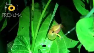 Dendropsophus gr  microcephalus