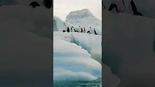 Scientists in Antarctica 🤯 #shorts