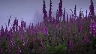 Gianluca 'Noel' - Il Giardino Bianco