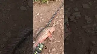 Red snapper hooked  on hard lure #fishing